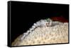 Fireworm (Hermodice Carunculate), Dominica, West Indies, Caribbean, Central America-Lisa Collins-Framed Stretched Canvas