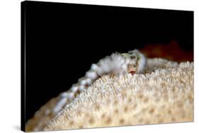 Fireworm (Hermodice Carunculate), Dominica, West Indies, Caribbean, Central America-Lisa Collins-Stretched Canvas