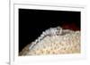 Fireworm (Hermodice Carunculate), Dominica, West Indies, Caribbean, Central America-Lisa Collins-Framed Photographic Print