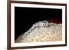 Fireworm (Hermodice Carunculate), Dominica, West Indies, Caribbean, Central America-Lisa Collins-Framed Photographic Print