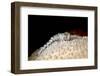 Fireworm (Hermodice Carunculate), Dominica, West Indies, Caribbean, Central America-Lisa Collins-Framed Photographic Print