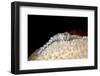 Fireworm (Hermodice Carunculate), Dominica, West Indies, Caribbean, Central America-Lisa Collins-Framed Photographic Print