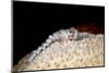 Fireworm (Hermodice Carunculate), Dominica, West Indies, Caribbean, Central America-Lisa Collins-Mounted Photographic Print