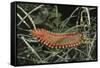 Fireworm-Hal Beral-Framed Stretched Canvas