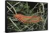 Fireworm-Hal Beral-Framed Stretched Canvas