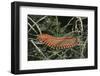 Fireworm-Hal Beral-Framed Photographic Print
