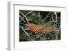 Fireworm-Hal Beral-Framed Photographic Print