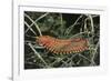 Fireworm-Hal Beral-Framed Photographic Print