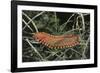 Fireworm-Hal Beral-Framed Photographic Print