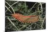 Fireworm-Hal Beral-Mounted Photographic Print