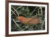 Fireworm-Hal Beral-Framed Photographic Print