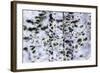 Firs in the Winter, Finland-Françoise Gaujour-Framed Photographic Print