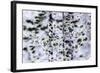 Firs in the Winter, Finland-Françoise Gaujour-Framed Photographic Print