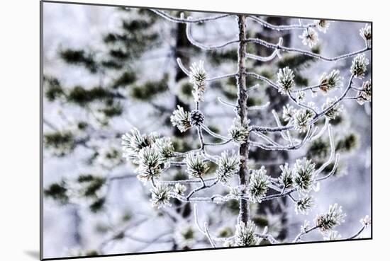 Firs in the Winter, Finland-Françoise Gaujour-Mounted Photographic Print