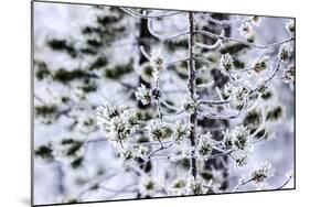 Firs in the Winter, Finland-Françoise Gaujour-Mounted Photographic Print