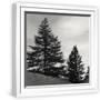 White Frame