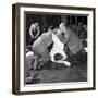 First Aid Competition, Mexborough, South Yorkshire, 1961-Michael Walters-Framed Photographic Print