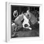 First Aid Competition, Mexborough, South Yorkshire, 1961-Michael Walters-Framed Photographic Print