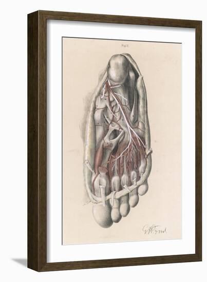 First and Second Stages of the Dissection of the Sole of the Foot-G.h. Ford-Framed Art Print