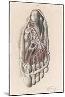 First and Second Stages of the Dissection of the Sole of the Foot-G.h. Ford-Mounted Art Print