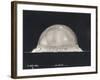 First Atomic Explosion on July 16-null-Framed Photo