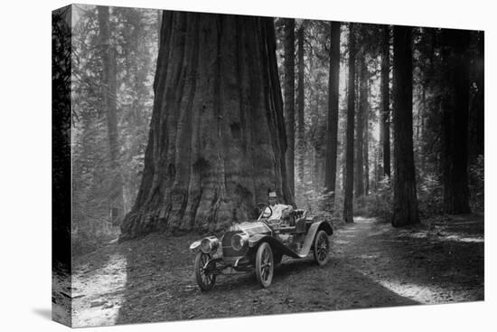 First Auto to Enter Sequoia National Park-null-Stretched Canvas