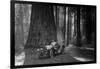 First Auto to Enter Sequoia National Park-null-Framed Art Print