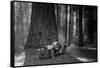 First Auto to Enter Sequoia National Park-null-Framed Stretched Canvas