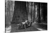 First Auto to Enter Sequoia National Park-null-Stretched Canvas