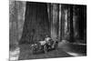 First Auto to Enter Sequoia National Park-null-Mounted Art Print