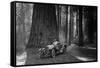 First Auto to Enter Sequoia National Park-null-Framed Stretched Canvas