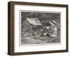 First Come, First Served, in the Exhibition of the Royal Institute of Painters in Water Colours-John Charles Dollman-Framed Giclee Print