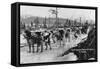 First Dog Team to go from Nome to Seward Photograph - Seward, AK-Lantern Press-Framed Stretched Canvas