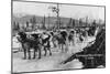 First Dog Team to go from Nome to Seward Photograph - Seward, AK-Lantern Press-Mounted Art Print