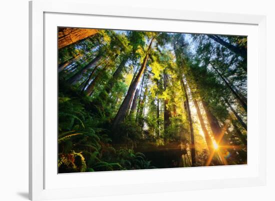 First Forest Light, Sun and Trees, Prairie Coast Redwoods, California Coast-Vincent James-Framed Photographic Print