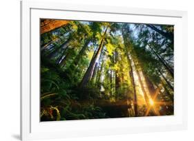 First Forest Light, Sun and Trees, Prairie Coast Redwoods, California Coast-Vincent James-Framed Photographic Print