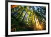 First Forest Light, Sun and Trees, Prairie Coast Redwoods, California Coast-Vincent James-Framed Photographic Print