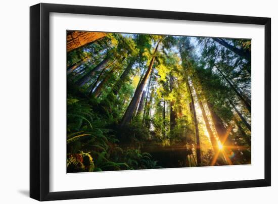 First Forest Light, Sun and Trees, Prairie Coast Redwoods, California Coast-Vincent James-Framed Photographic Print