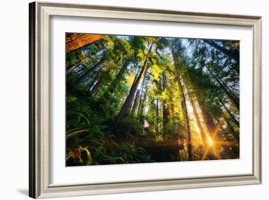 First Forest Light, Sun and Trees, Prairie Coast Redwoods, California Coast-Vincent James-Framed Photographic Print