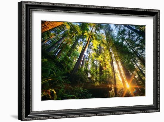 First Forest Light, Sun and Trees, Prairie Coast Redwoods, California Coast-Vincent James-Framed Photographic Print