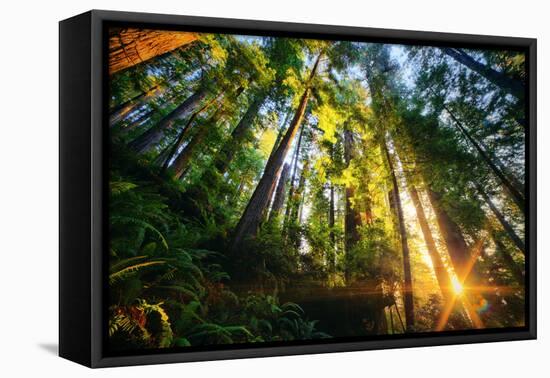 First Forest Light, Sun and Trees, Prairie Coast Redwoods, California Coast-Vincent James-Framed Stretched Canvas