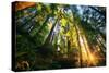 First Forest Light, Sun and Trees, Prairie Coast Redwoods, California Coast-Vincent James-Stretched Canvas