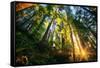 First Forest Light, Sun and Trees, Prairie Coast Redwoods, California Coast-Vincent James-Framed Stretched Canvas