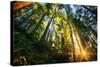 First Forest Light, Sun and Trees, Prairie Coast Redwoods, California Coast-Vincent James-Stretched Canvas