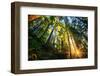 First Forest Light, Sun and Trees, Prairie Coast Redwoods, California Coast-Vincent James-Framed Photographic Print