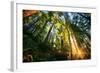 First Forest Light, Sun and Trees, Prairie Coast Redwoods, California Coast-Vincent James-Framed Photographic Print