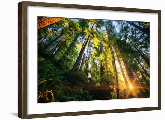 First Forest Light, Sun and Trees, Prairie Coast Redwoods, California Coast-Vincent James-Framed Photographic Print