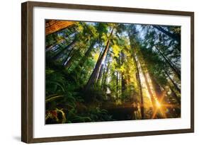 First Forest Light, Sun and Trees, Prairie Coast Redwoods, California Coast-Vincent James-Framed Photographic Print