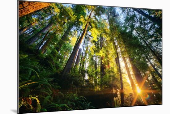 First Forest Light, Sun and Trees, Prairie Coast Redwoods, California Coast-Vincent James-Mounted Photographic Print