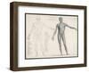 First Layer of Muscles in the Human Body (Front View)-null-Framed Art Print